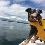 Contributed photo/Colette Yee                                Jack, Tucker&rsquo;s replacement, hard at work on board the Conservation Canine vessel.