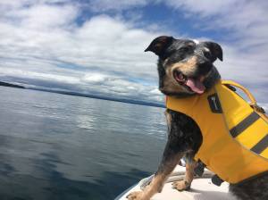 Tucker retires from orcas poo-sniffing duties
