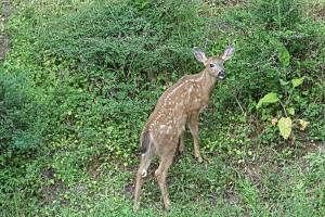 Help Kwiaht study San Juan Islands’ deer