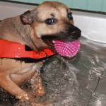 Staff photo/Heather Spaulding                                Addi at Skookum Dog Rehabilitation and Fitness.