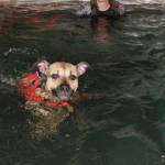 Staff photo/Heather Spaulding                                Addi at Skookum Dog Rehabilitation and Fitness.