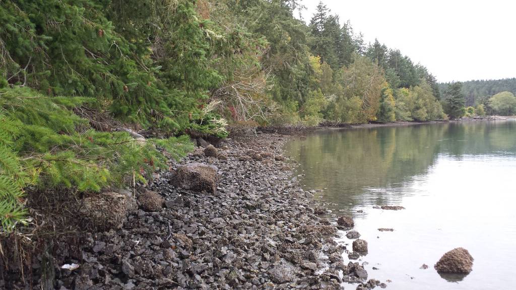 Contributed photo/Friends of the San Juans                                The area before restoration.