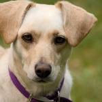 Contributed photo. Zippy a yellow lab mix rescued from The Lakeside Spay Neuter Clinic in Chapala, Mexico
