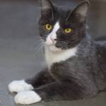 Contributed photo. Larry, a tuxedo cat from a Whidbey Island Rescue.