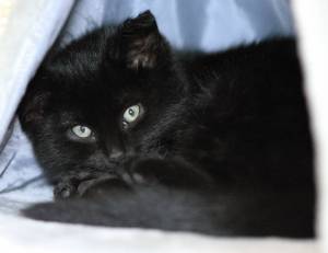 Pet of the Week | Animal Protection Society