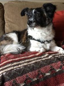 Pet of the Week | Animal Protection Society of Friday Harbor