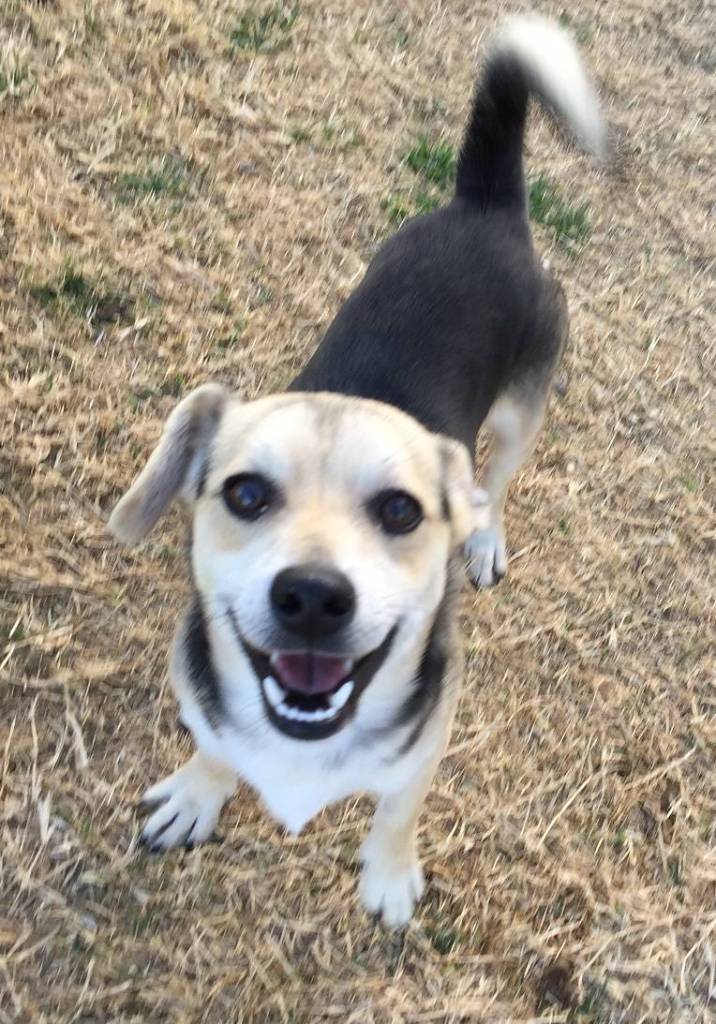 Animal Protection Society relocates dogs from high-kill shelters