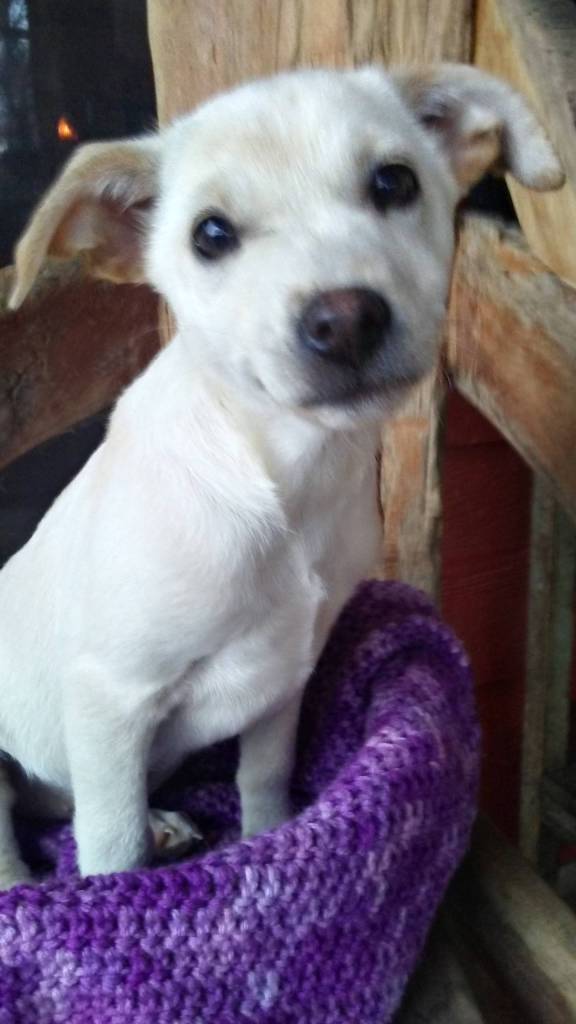 Animal Protection Society relocates dogs from high-kill shelters