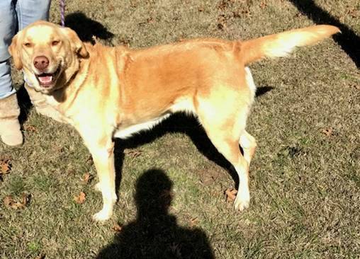 Animal Protection Society relocates dogs from high-kill shelters