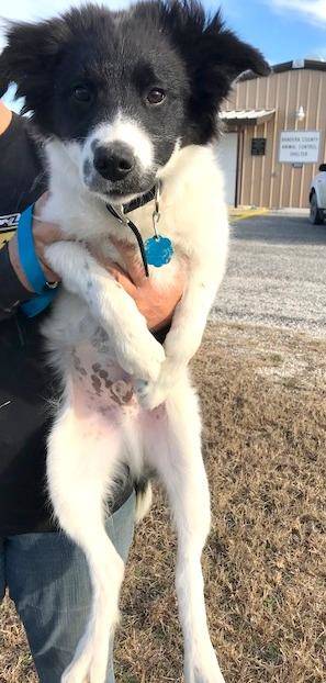 Animal Protection Society relocates dogs from high-kill shelters