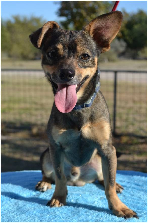 Animal Protection Society relocates dogs from high-kill shelters