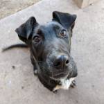 Animal Protection Society relocates dogs from high-kill shelters