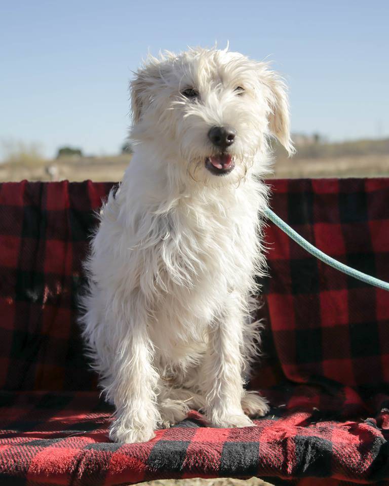 Animal Protection Society relocates dogs from high-kill shelters