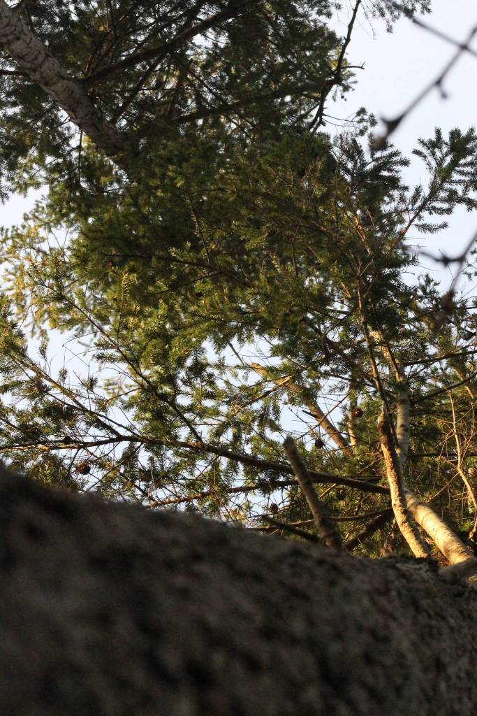 Staff photo/Heather Spaulding