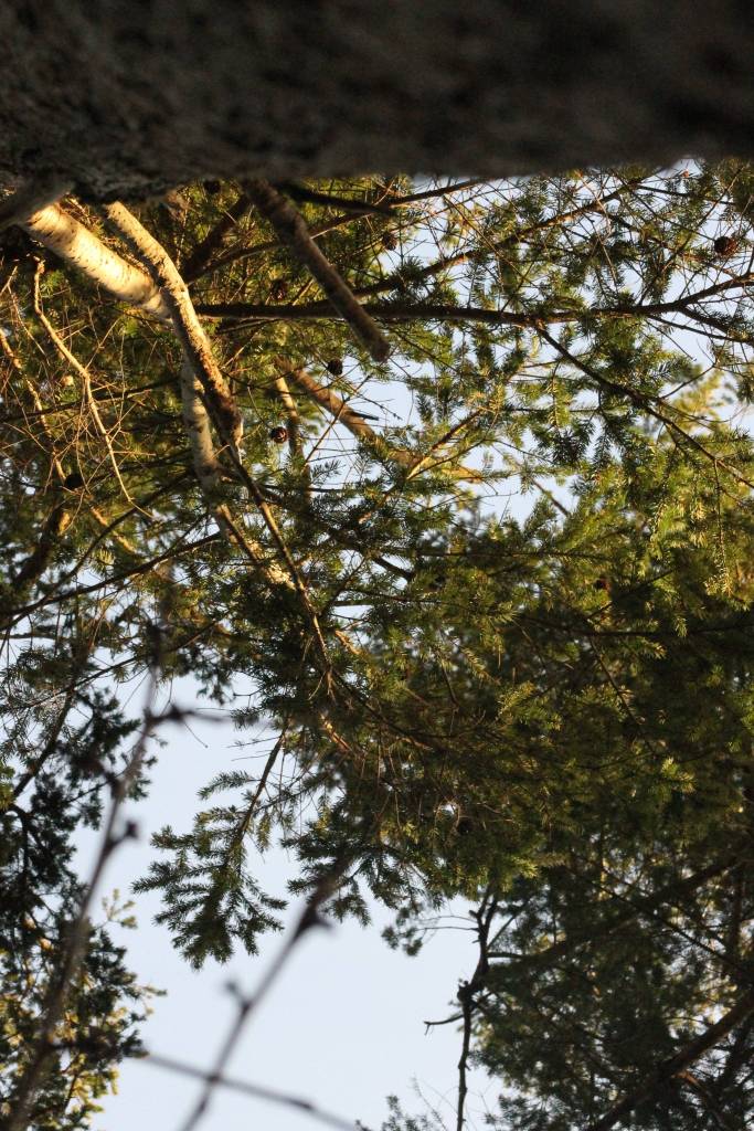 Staff photo/Heather Spaulding