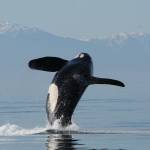 Contributed photo/Center for Whale Research                                A Southern resident killer whale leaps from the water.