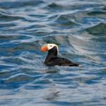 Contributed photo/SeaDoc Society                                The Tufted puffin was added to Washingtons endangered species list in 2015.