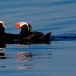 Contributed photo/SeaDoc Society                                Tufted puffins have historically visited the San Juans to mate in the summers.