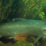 Contributed photo/NOAA                                Atlantic salmon