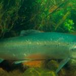 Bill to outlaw Atlantic salmon net pen farming before governor