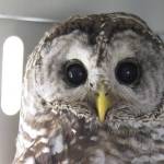 Contributed photo/Wolf Hollow                                Barred owl in care at Wolf Hollow.