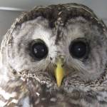 Celebrating 35 years of helping wildlife | Wolf Hollow Open House