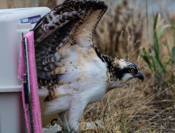 Contributed photo/Wolf Hollow                                An osprey released into the wild.