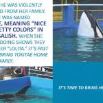 Lummi demand release of captive orca