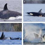 Contributed photos                                Observations leading to infanticide. (A) Fresh wounds on left flank and kinked spine anterior to dorsal fin of the approximately 3-year-old orca. (B) Calf with its mother and sister. (C) Circling orcas. (D) The calfs mother ramming the adult male orca from below sending spray and blood into the air.