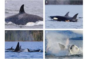 Contributed photos                                Observations leading to infanticide. (A) Fresh wounds on left flank and kinked spine anterior to dorsal fin of the approximately 3-year-old orca. (B) Calf with its mother and sister. (C) Circling orcas. (D) The calfs mother ramming the adult male orca from below sending spray and blood into the air.
