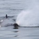 Contributed photo/ Valerie Shores of Eagle Wing Tours