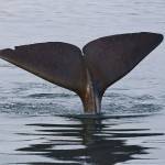 Contributed photo/ Valerie Shores of Eagle Wing Tours