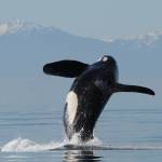 Pacific Whale Watch Association mandates members follow slow zone near whales