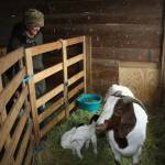 Staff photo/Hayley Day                                Lori Ann David, owner of Aurora Farms, views the farms newly born goats.