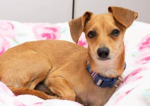 Animal Protection Society presents Pet of the Week