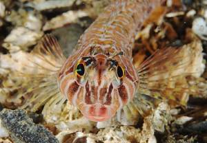 Contributed photo/SeaDoc