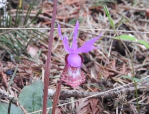 ‘Letters from Yellowstone,’ blog posts from the Salish Sea | Guest Column
