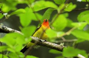 Contributed photo/Kurt Thorson