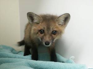 Protect wildlife during baby season on San Juan Island