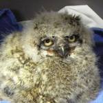 Contributed photo/Wolf Hollow                                Owl nestling.