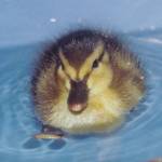 Contributed photo/Wolf Hollow                                Mallard duckling.