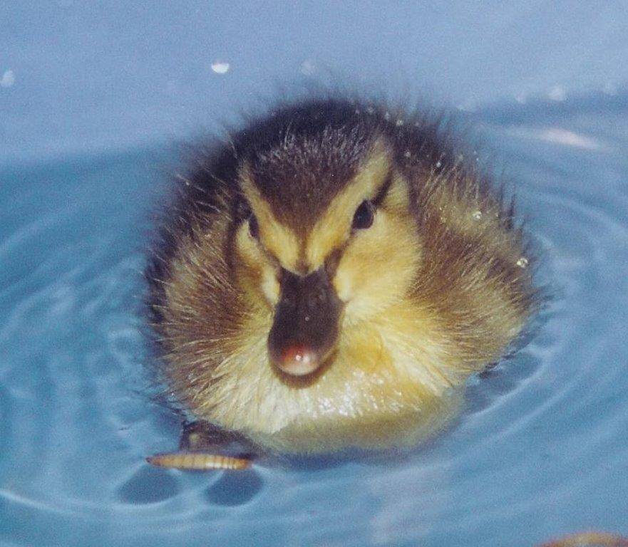 Contributed photo/Wolf Hollow                                Mallard duckling.