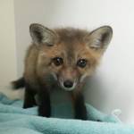 Contributed photo/Wolf Hollow                                Fox kit.