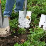 Friday Harbor Elementary Students learn to grow beans