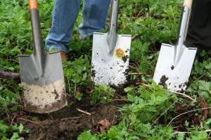 Friday Harbor Elementary Students learn to grow beans