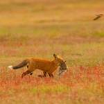 Contributed photo/Kevin Ebi of LivingWilderness.com                                A bald eagle and a fox fight for a meal.