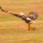 Contributed photo/Kevin Ebi of LivingWilderness.com                                A bald eagle and a fox fight for a meal.