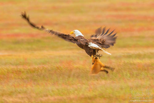Contributed photo/Kevin Ebi of LivingWilderness.com                                A bald eagle and a fox fight for a meal.