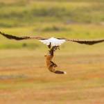Contributed photo/Kevin Ebi of LivingWilderness.com                                A bald eagle and a fox fight for a meal.