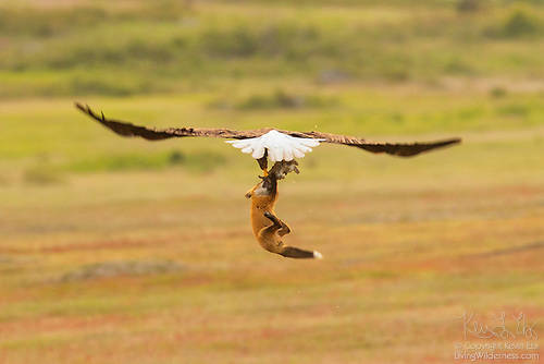 Contributed photo/Kevin Ebi of LivingWilderness.com                                A bald eagle and a fox fight for a meal.